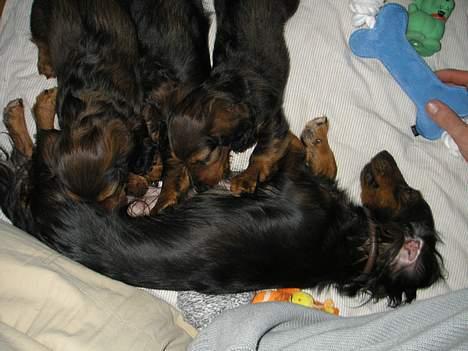 Gravhund Emma - Sidste tår inden vi siger farvel til Alfred billede 9