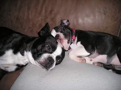 Boston terrier Flora - Og når vi har leget vildt bliver vi trætte...... billede 8