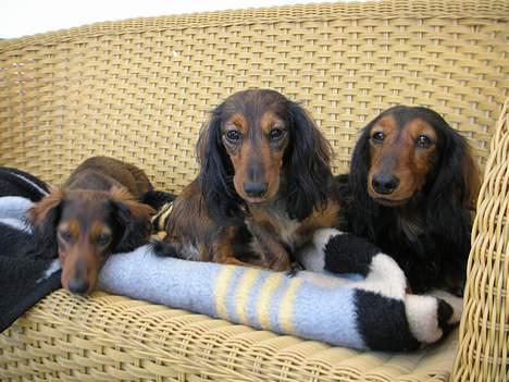 Gravhund Emma - Familien Danmark, det er mig i midten og Alfred på 5 mdr. til venstre ;o) billede 10