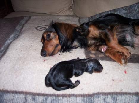 Gravhund Emma - Efter 7 timers fødsel, endelig kom der en ud....... billede 11