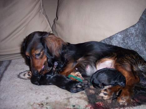 Gravhund Emma - Og så var de 2..... billede 12