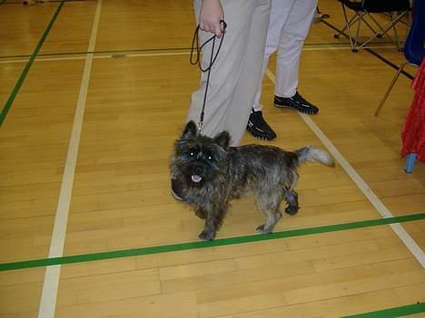 Cairn terrier Kennel Heros Knoch out - Smil !!! billede 7