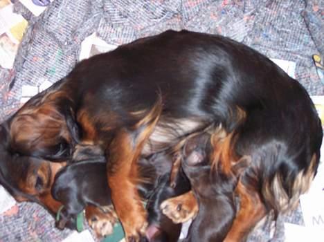 Gravhund Emma - Tre......... billede 13