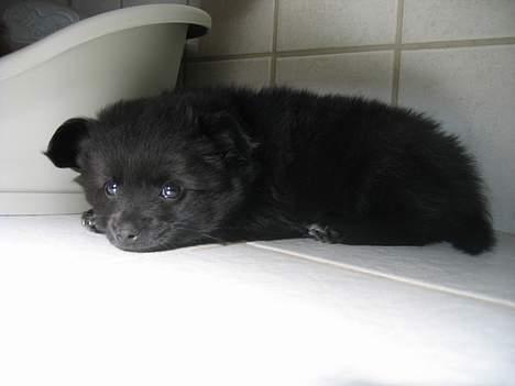 Blanding af racer Zeus billede 7