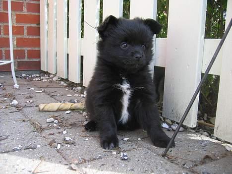 Blanding af racer Zeus billede 8