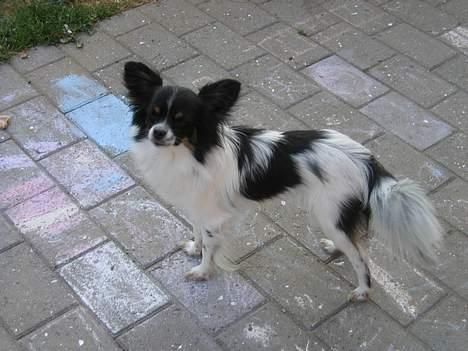 Blanding af racer Zeus - Det her er min far. Ozzi. som bor langt væk billede 9