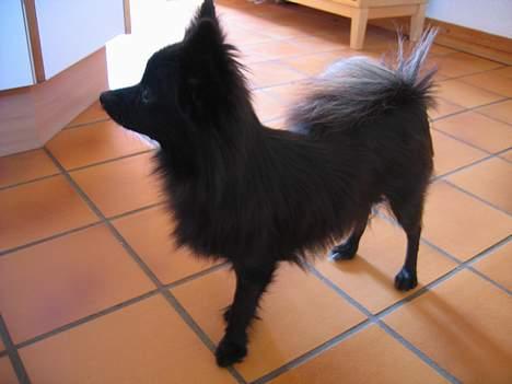 Blanding af racer Zeus - det her er min mor billede 10