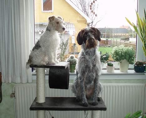 Ruhåret hønsehund Freja. - "Hvad... Til  KATTE..? Det må være din spøg." billede 13