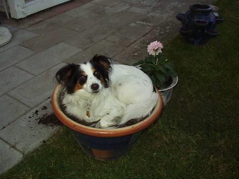 Blanding af racer Mollypigen - jeg har fundet mig et godt sted i haven, så mor har fået ny blomst. dejligt har jeg det i hvert fald billede 1