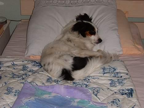 Blanding af racer Mollypigen - Molly i sengen billede 2