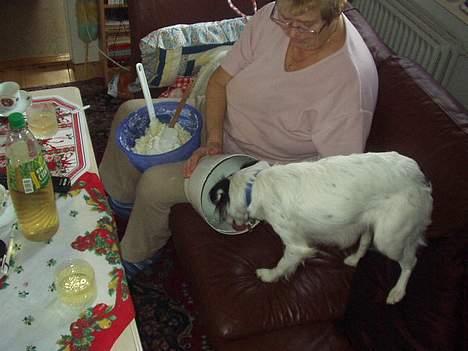 Blanding af racer Mollypigen - Molly elsker flødeskum billede 3