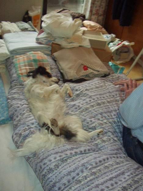 Blanding af racer Mollypigen - Molly: er jeg ikke dejlig??? billede 4