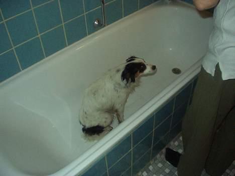 Blanding af racer Mollypigen - nej, dette kan jeg absolut ikke lide, men jeg bliver der alligevel. billede 5