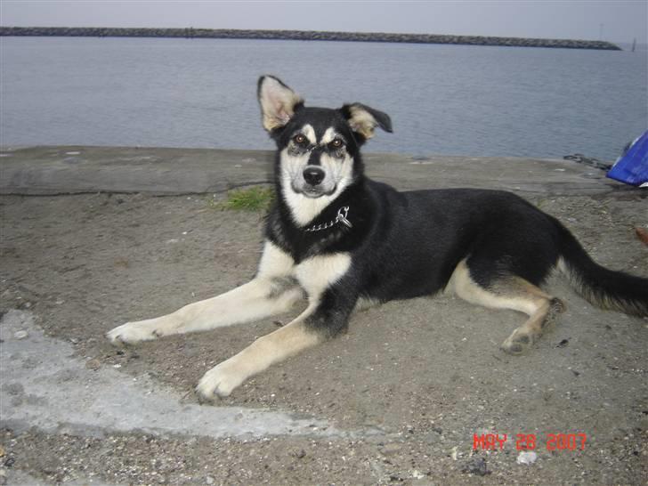 Blanding af racer Tiffany - Her er vi en tur på havnen billede 18