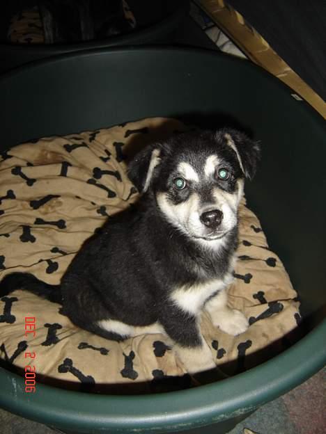 Blanding af racer Tiffany - se her er jeg for første gang i min kurv... billede 2