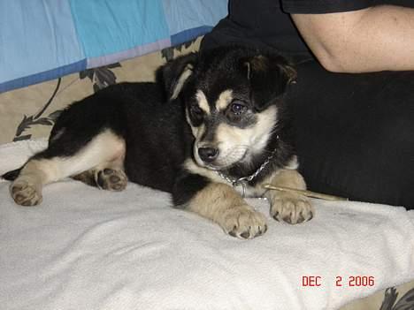 Blanding af racer Tiffany - var der nogle der kaldte?? billede 3