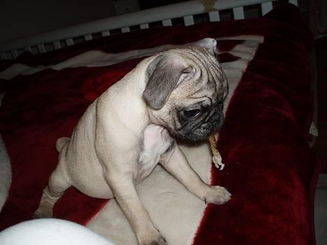 Mops Haley - hmm der er godt nok langt ned. tør, tør ikke-tør, tør ikke billede 4