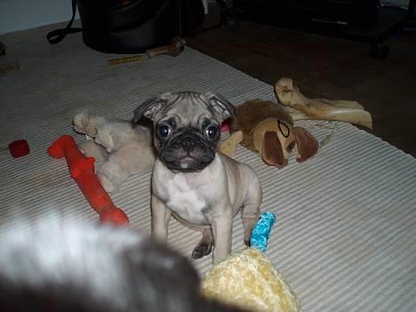 Mops Haley - endnu et billede ..... jeg må sgu snart være berømt!!! billede 5