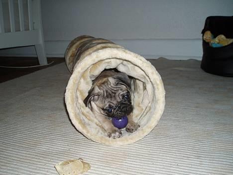 Mops Haley - jubii.... endelig fik jeg min tunnel!! billede 6