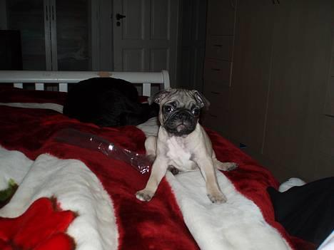 Mops Haley - sidste gang og så lægger jeg mig altså billede 7