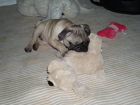 Mops Haley - øhh.... undskyld er der lige en der vil gi mig lidt opmærksomhed??? billede 9