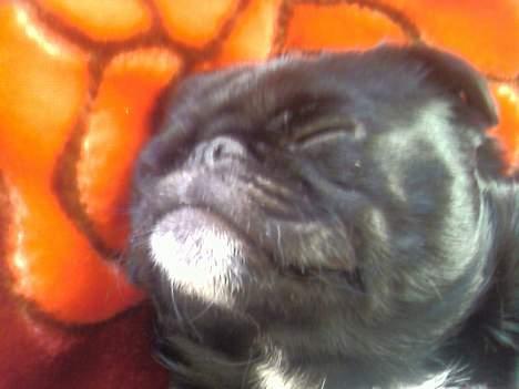 Blanding af racer Tipo - er jeg ikke lækker?? billede 7