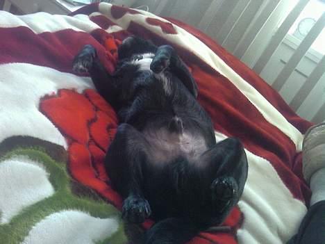 Blanding af racer Tipo - tager mig lige en middags lur.... igeeeeeeeeeeeen billede 8