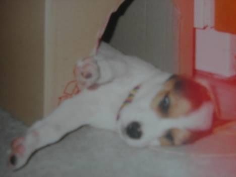 Blanding af racer !....Dolly....­­!­­ - ligger og slapper (8,5 uge)  billede 1