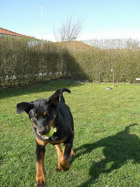 Rottweiler Elmedige´s Lord Kenzo - ja ja mor - jeg kommer nu billede 5