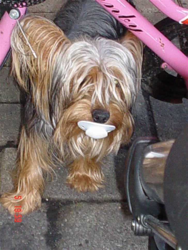 Yorkshire terrier KENZO - Han er kun 2 mndr. billede 1