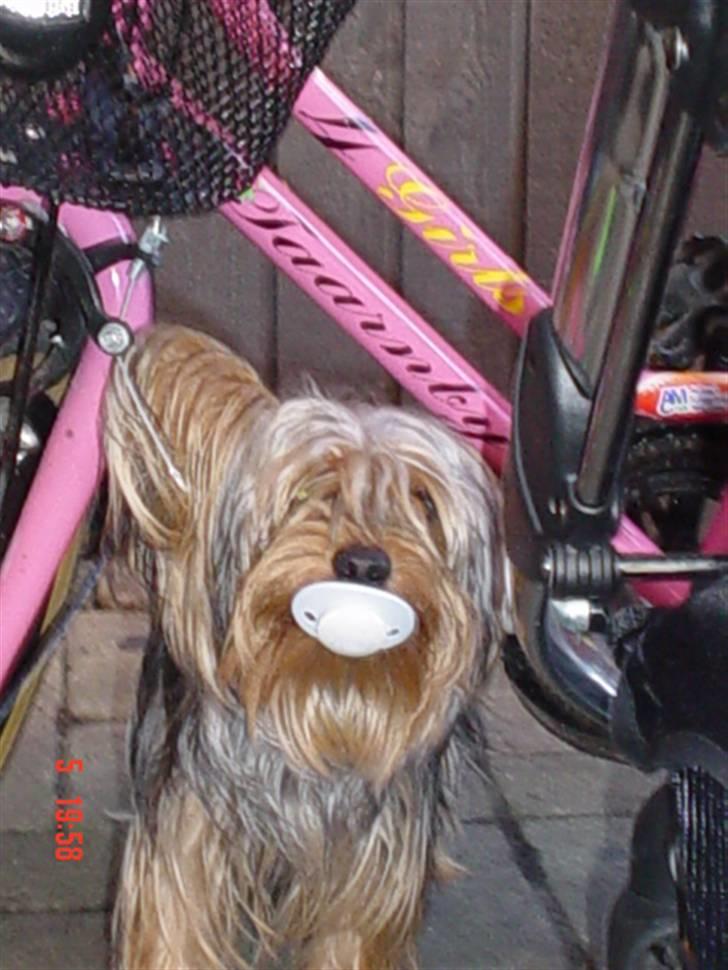 Yorkshire terrier KENZO billede 2