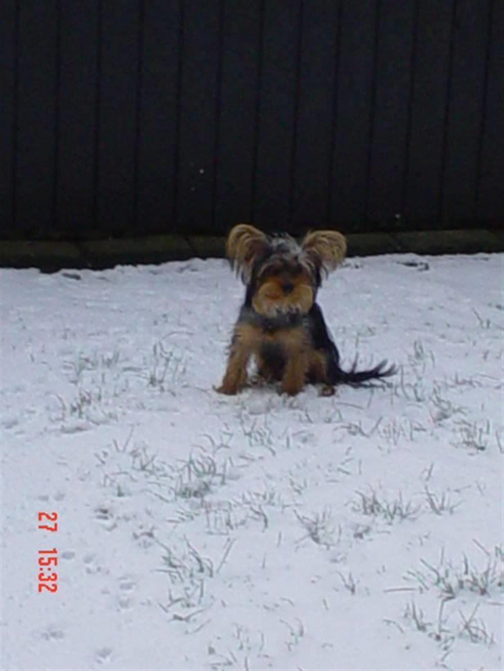 Yorkshire terrier KENZO - jeg og min storbror billede 3