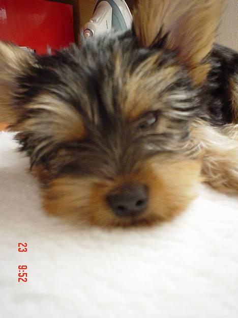 Yorkshire terrier KENZO - slemme slemme hund billede 4