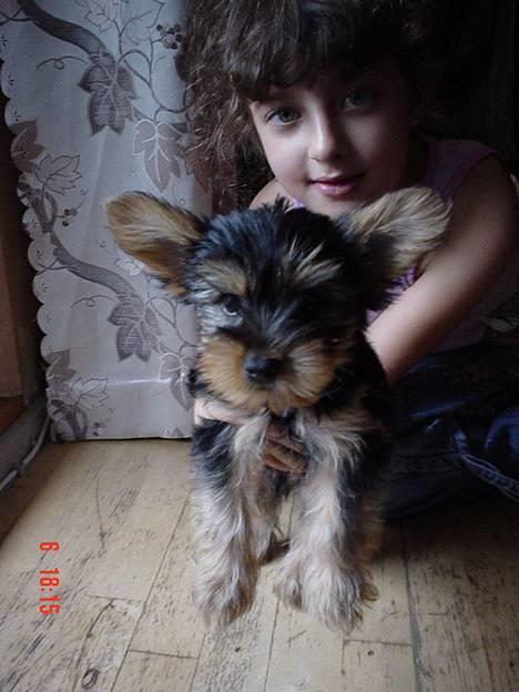 Yorkshire terrier KENZO - jeg elsker min øl flaske billede 5