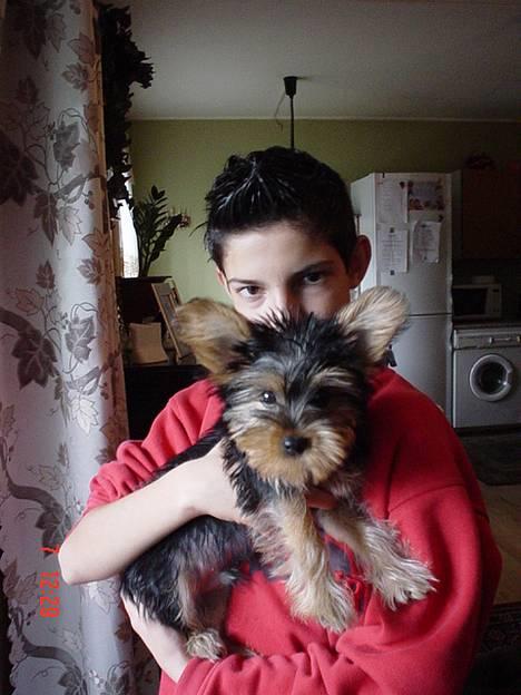 Yorkshire terrier KENZO - når man har drukket hele flasken så har man det sjovt billede 6