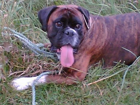 Boxer Vega billede 1