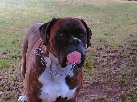 Boxer Vega billede 2