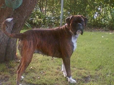 Boxer Vega billede 3