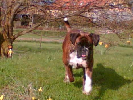 Boxer Vega billede 4