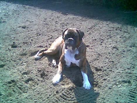 Boxer Vega billede 6