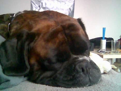Boxer Vega billede 7