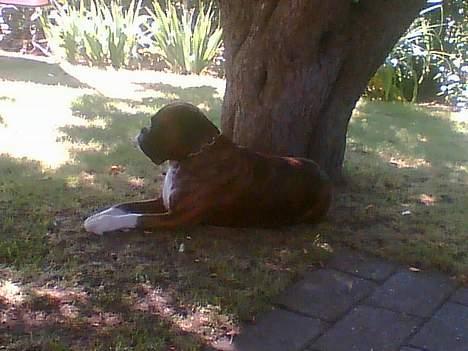 Boxer Vega billede 8