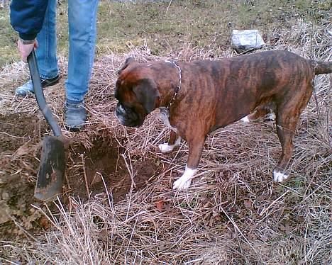 Boxer Vega billede 10