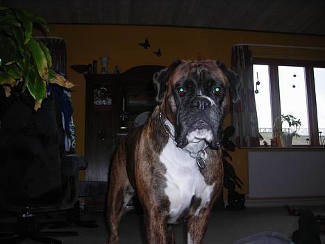Boxer Vega billede 11