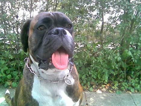 Boxer Vega billede 12