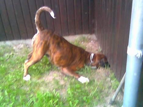 Boxer Vega billede 13