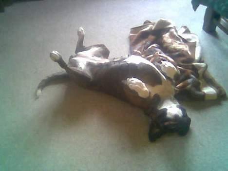 Boxer Vega billede 14