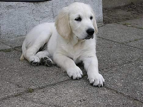 Golden retriever Aiko  - helt lille aiko billede 14