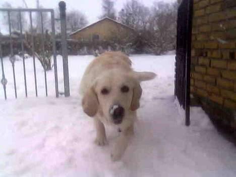 Golden retriever Aiko  billede 16