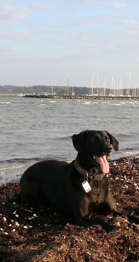 Labrador retriever Tulle billede 12